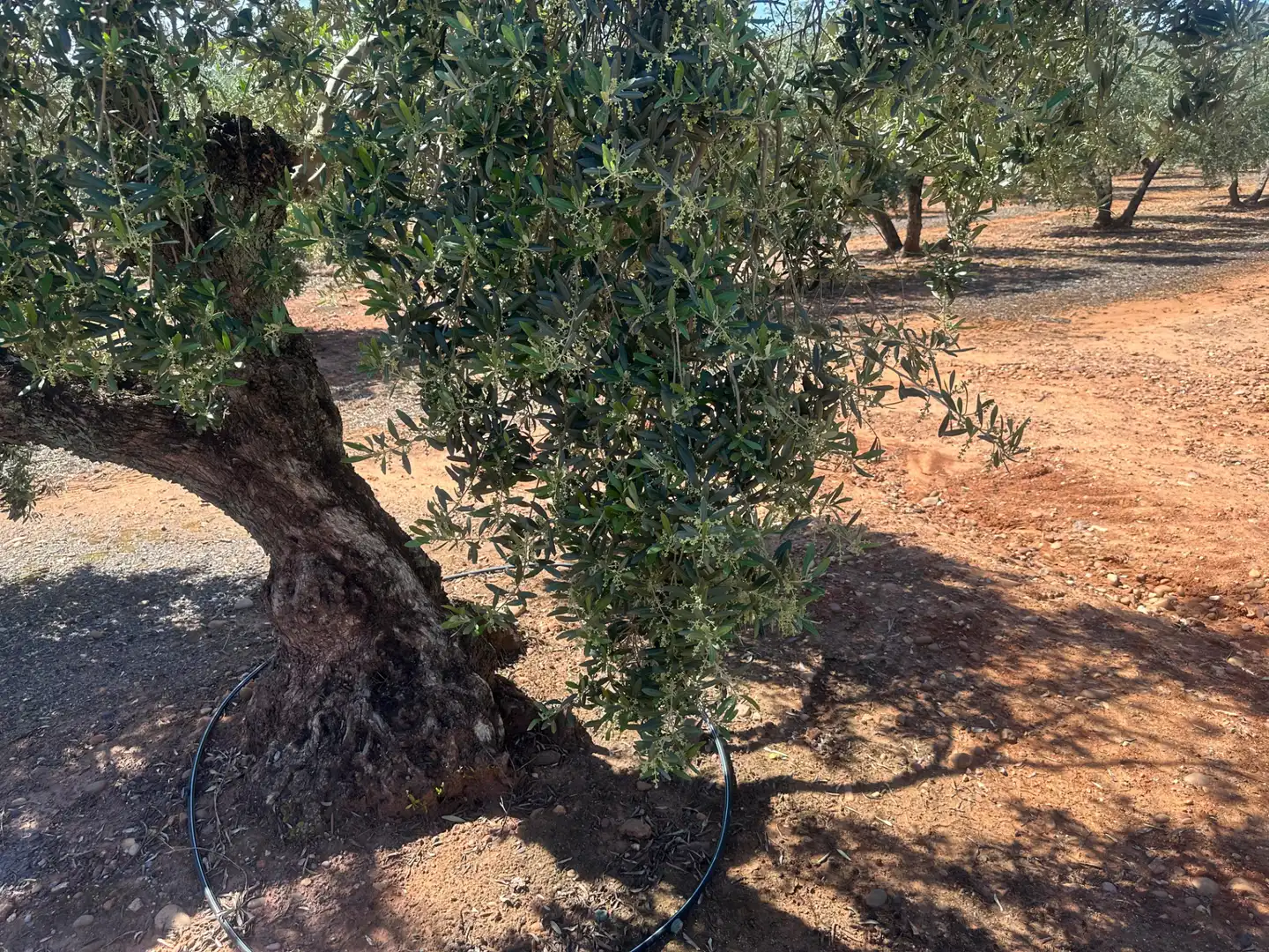 Garden of Land for sale in Villanueva de la Reina