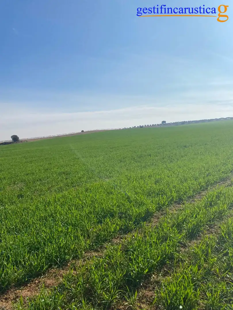 Rural land for sale in Plaza de España, imagen 9