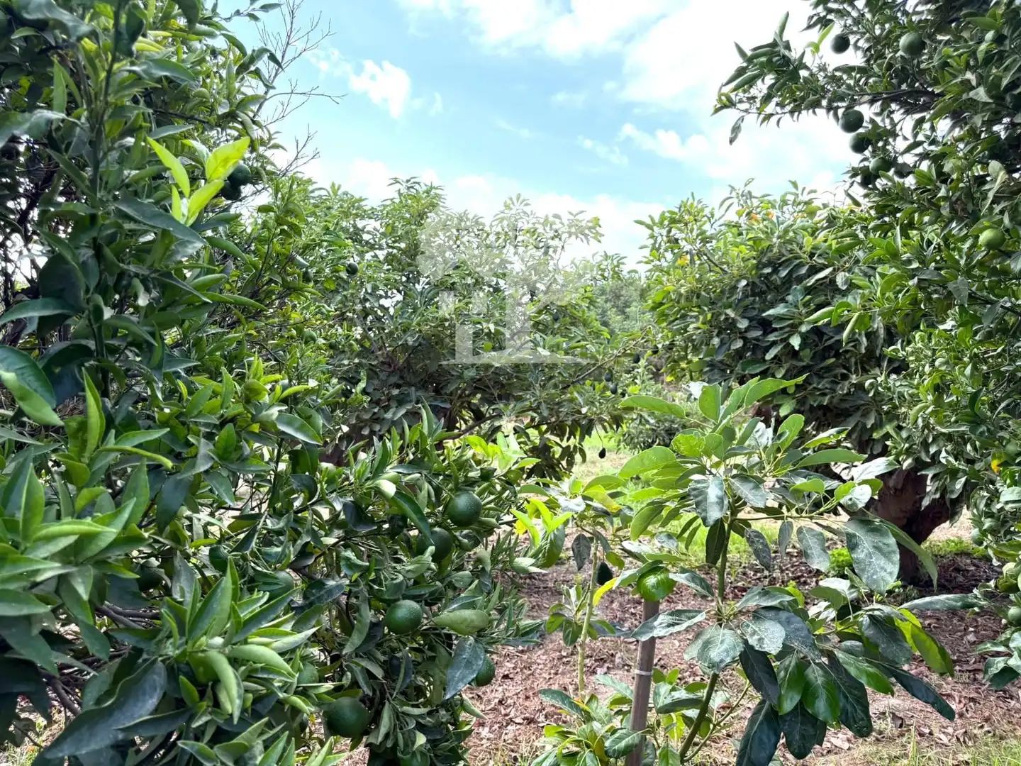 Land for sale in Motril