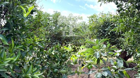 Photo 3 of Land for sale in Ventillas, Los Tablones - La Garnatilla, Motril