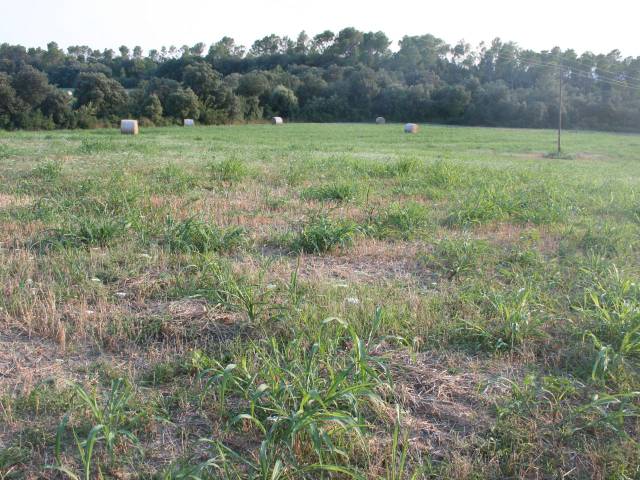 Terreno en Venta en Carrer Nou, 14 en Vilopriu