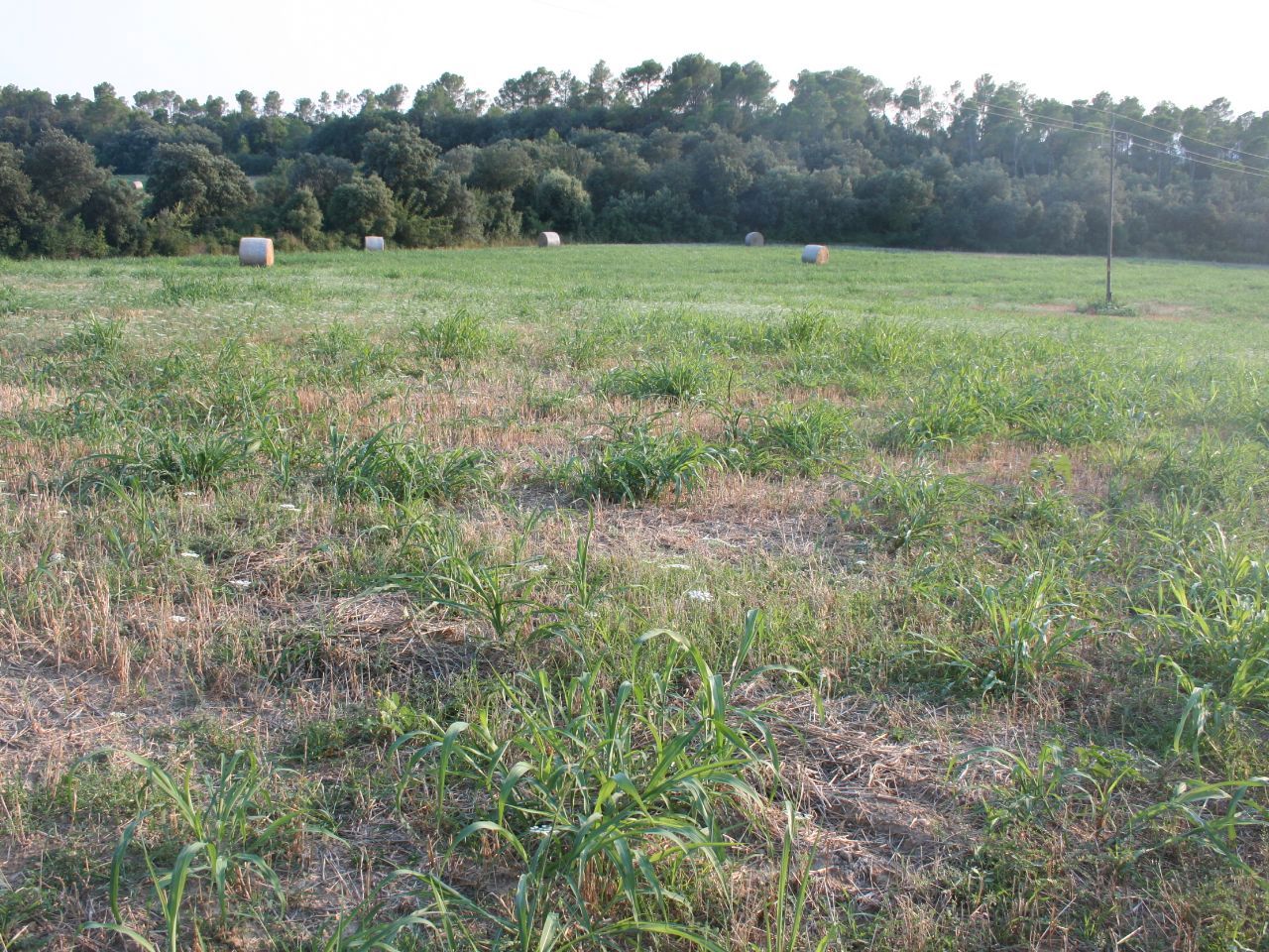 Land for sale in Vilopriu