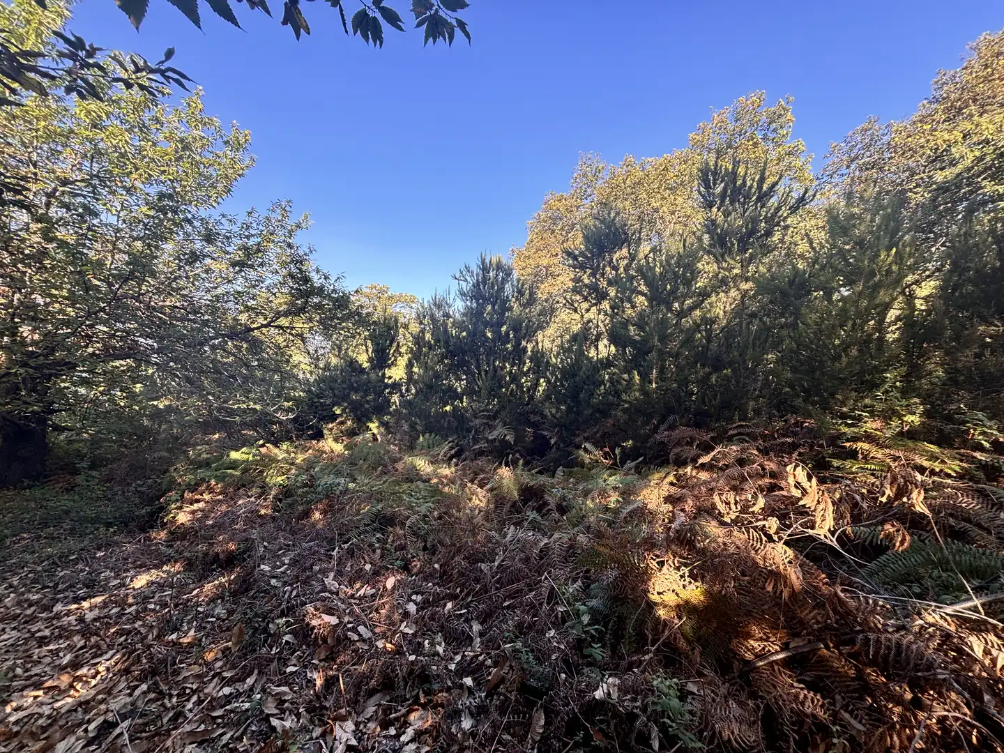 Terreno rustico in vendita a Lugar el Balayo, imagen 18