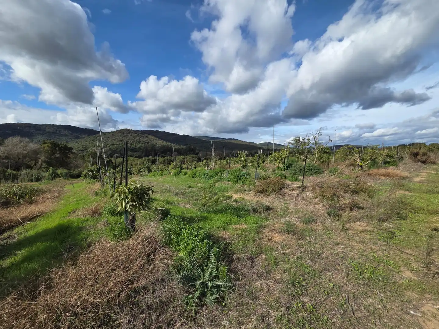 Rustikales Grundstück zum Verkauf in Castellar de la Frontera, imagen 10