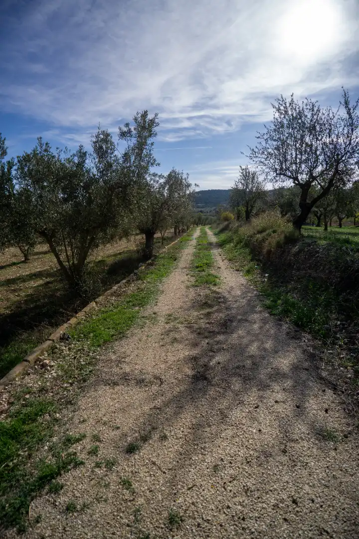 Rural land for sale in Onil, imagen 12