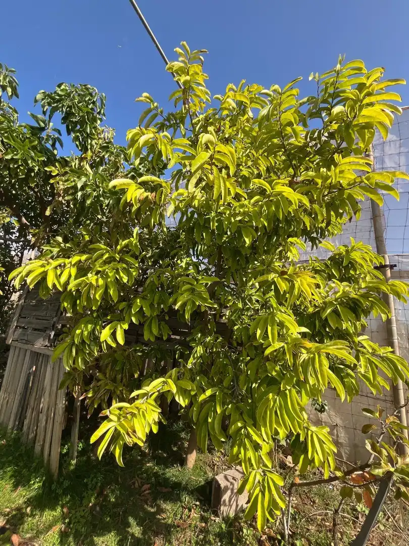 Jardín de Residencial en venta en El Pinar de El Hierro