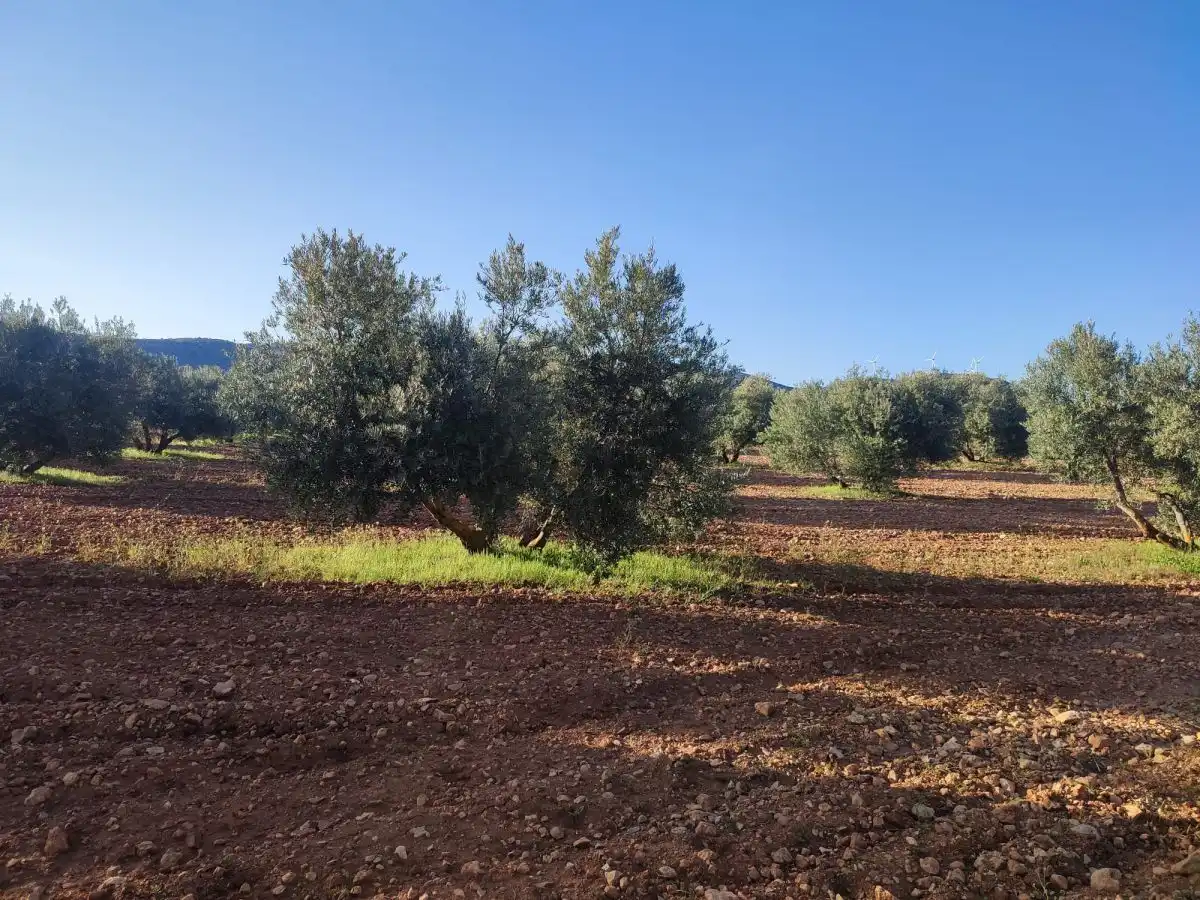 Rural land for sale in Valdepeñas, imagen 2