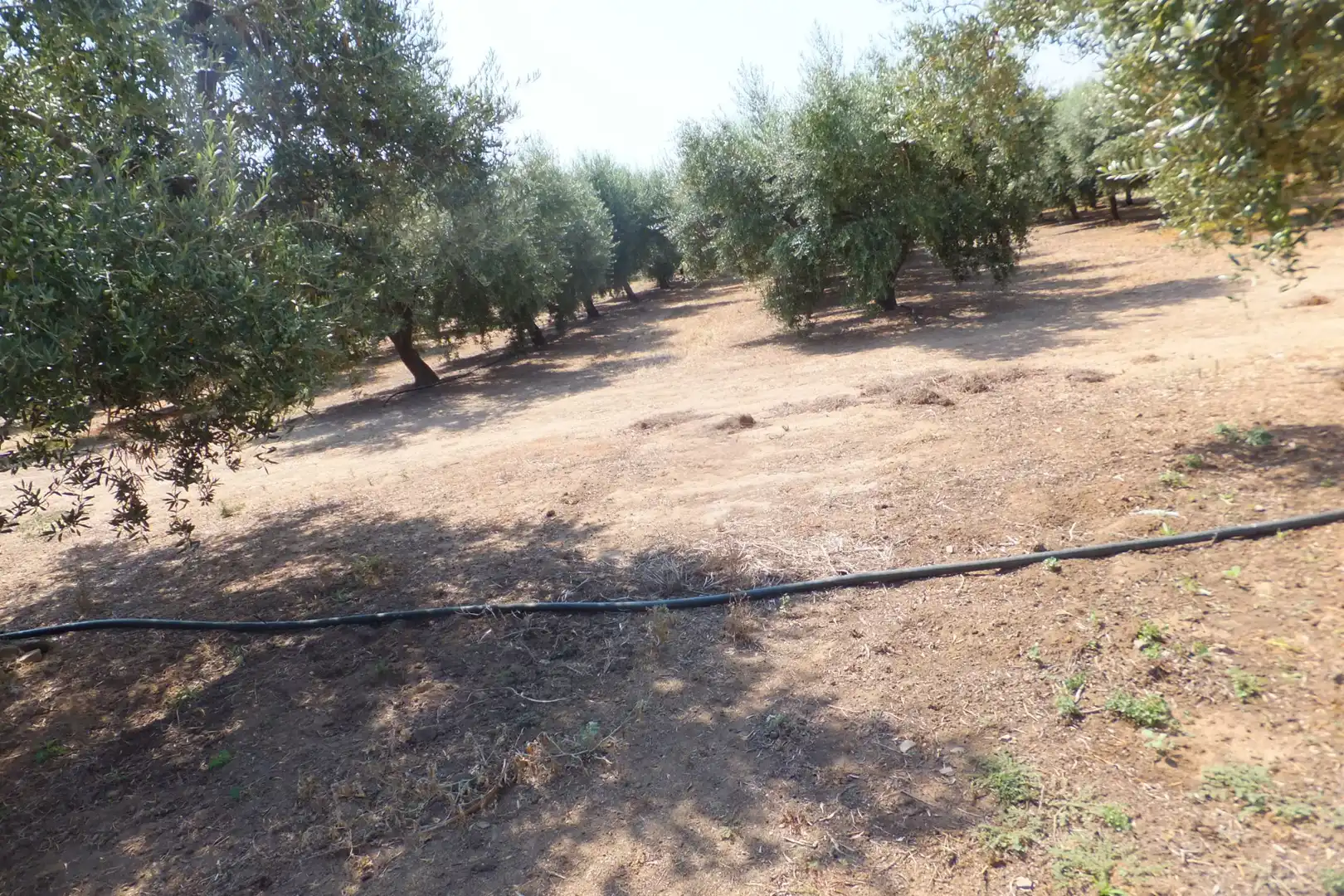 Terreno rústico en venta en Vial Camino, imagen 25
