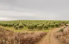 Rural land for sale in La Rambla, imagen 3