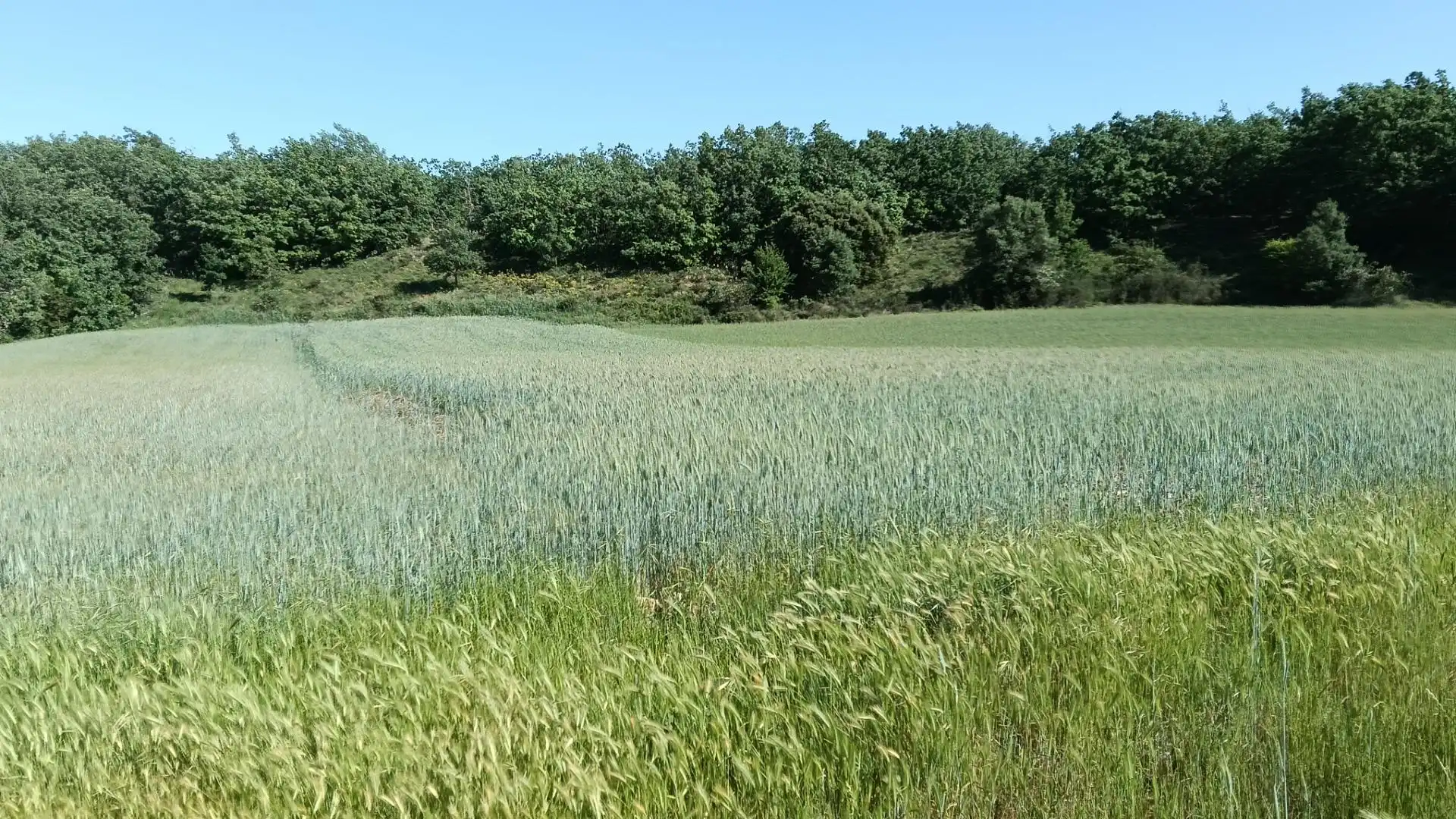 Land for sale in Ibeas de Juarros