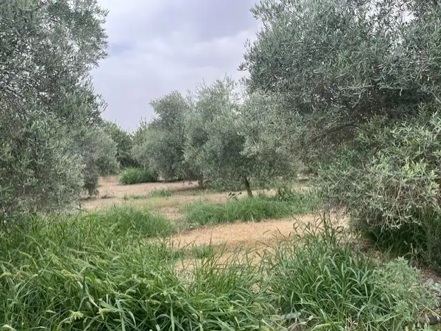 Terreno rústico en venta en Villafranca de Córdoba
