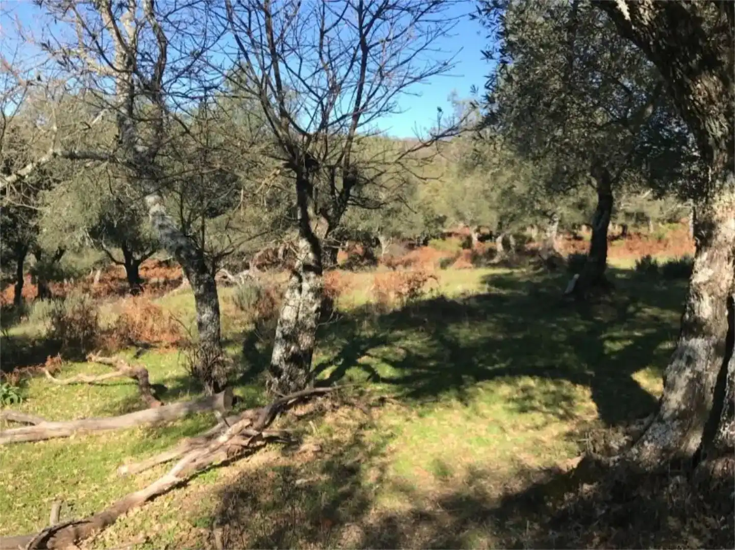 Terreno en venta en Calera de León