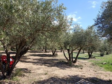 Rural land for sale in Fondón
