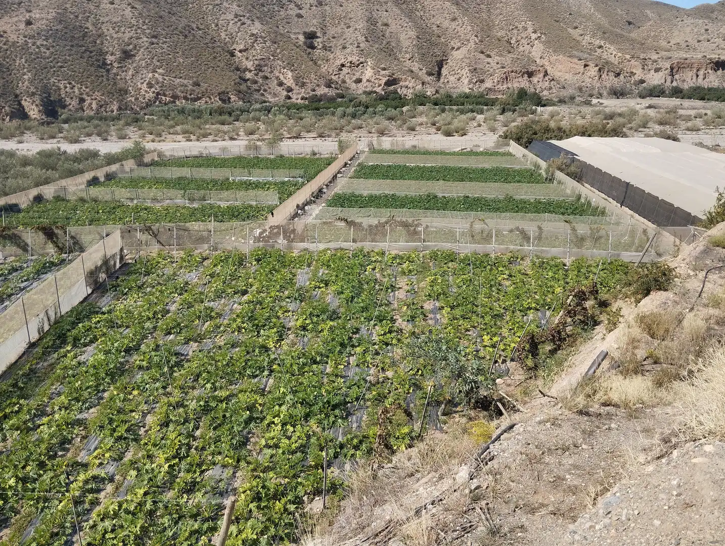 Terreno rustico in vendita a Santa Fe de Mondújar, imagen 7