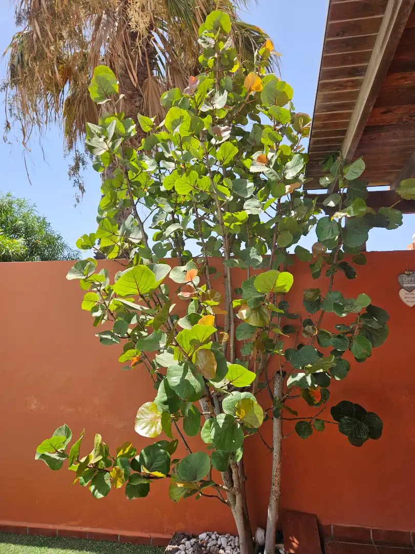 Jardí de Casa adosada en venda en Puerto del Rosario amb Aire condicionat, Jardí privat i Terrassa