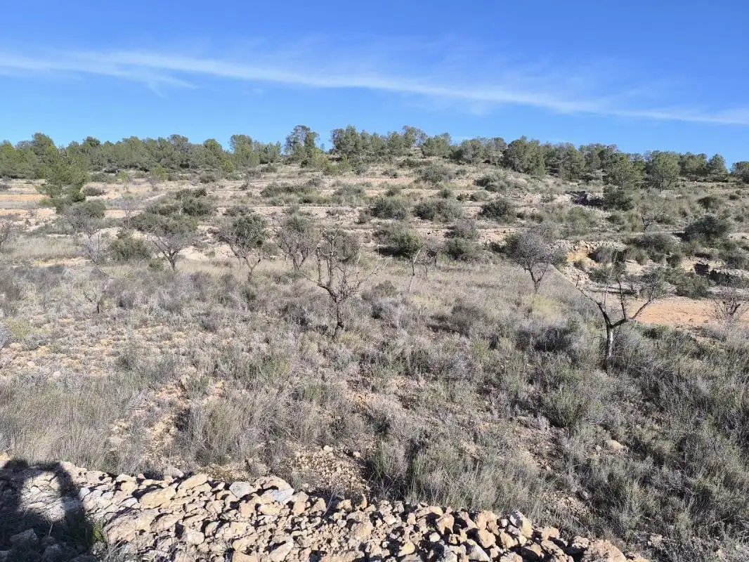 Land for sale in Sollana