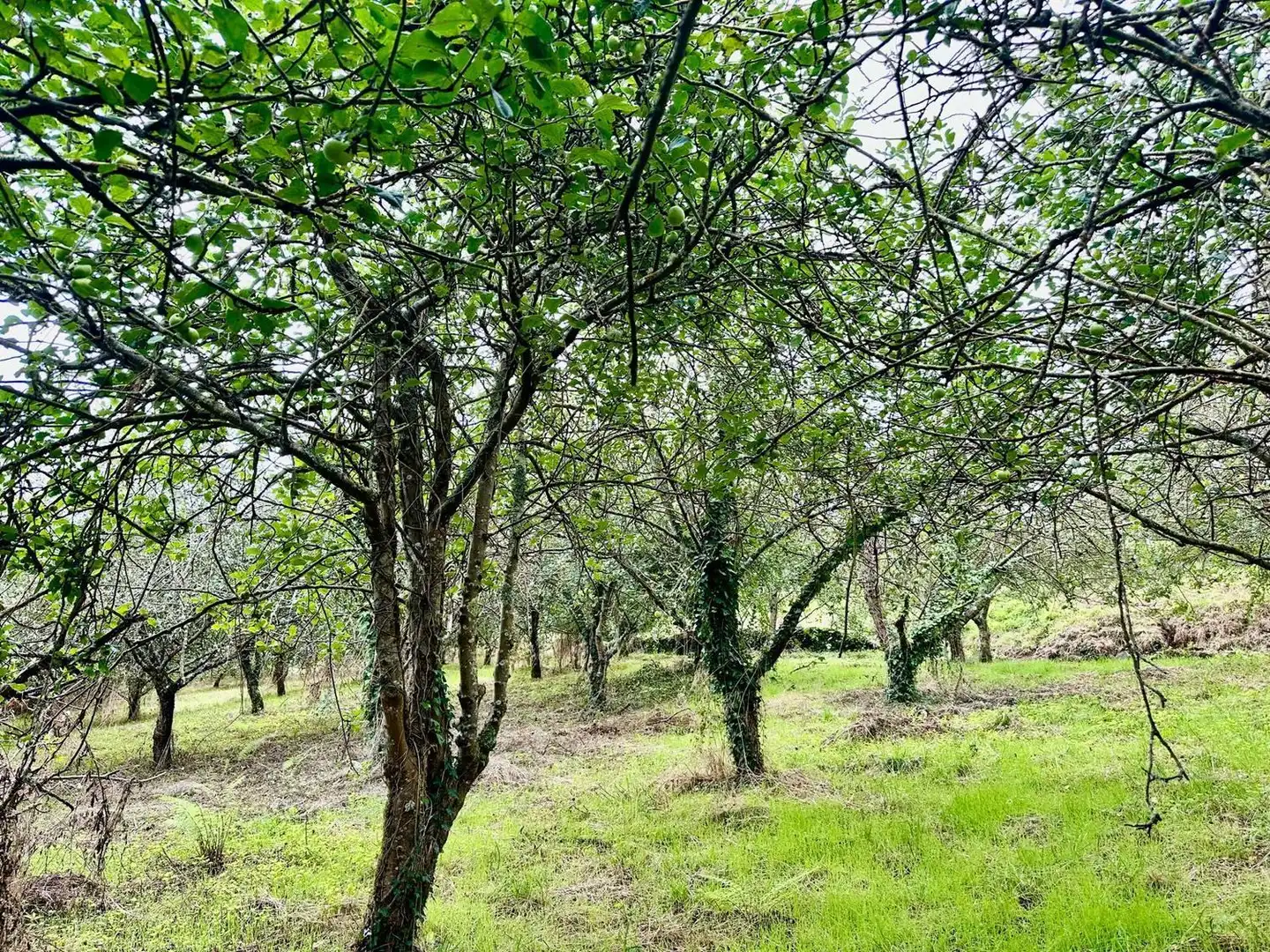 Country house with garden for sale in SAN FIZ 19, imagen 34