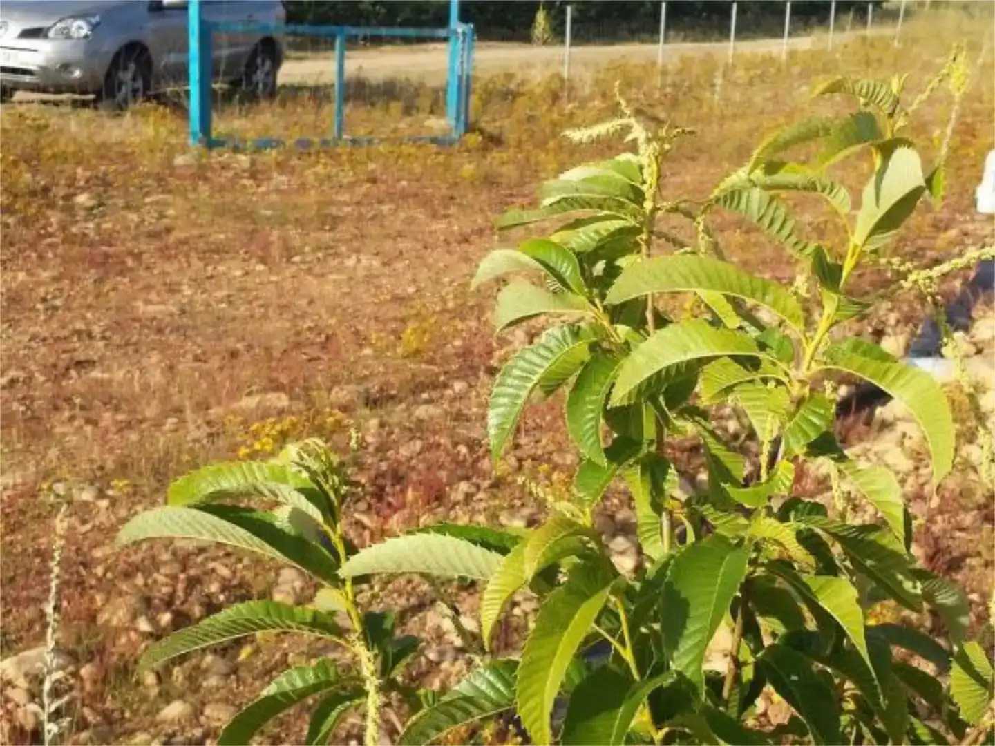 Finca rústica en venda en Flores de Sil - La Placa