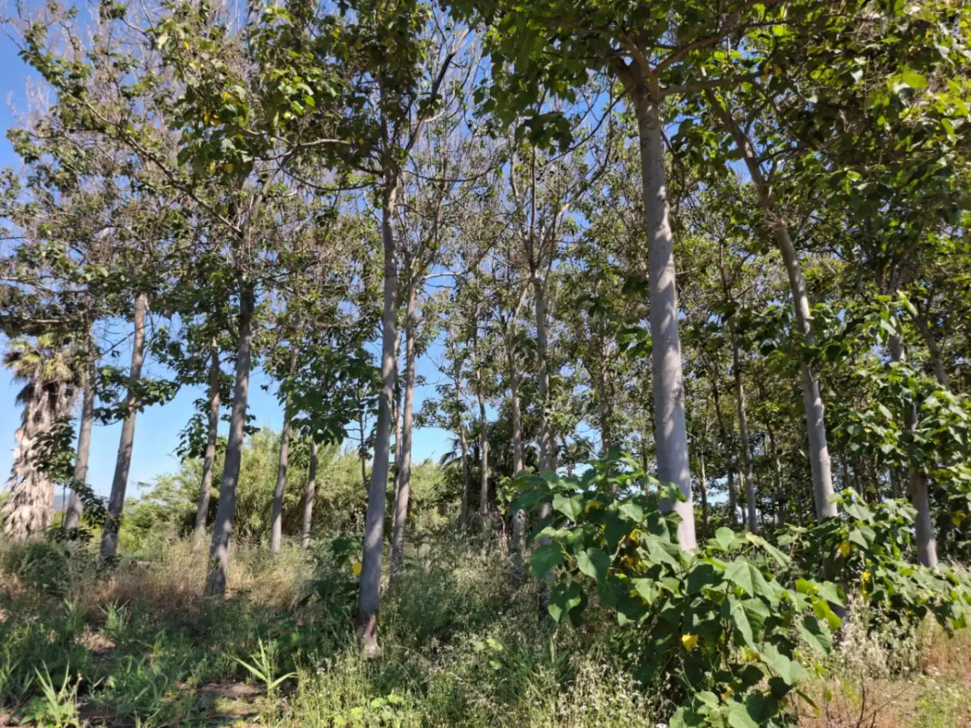 Terreny residencial en venda a Pego, imagen 9