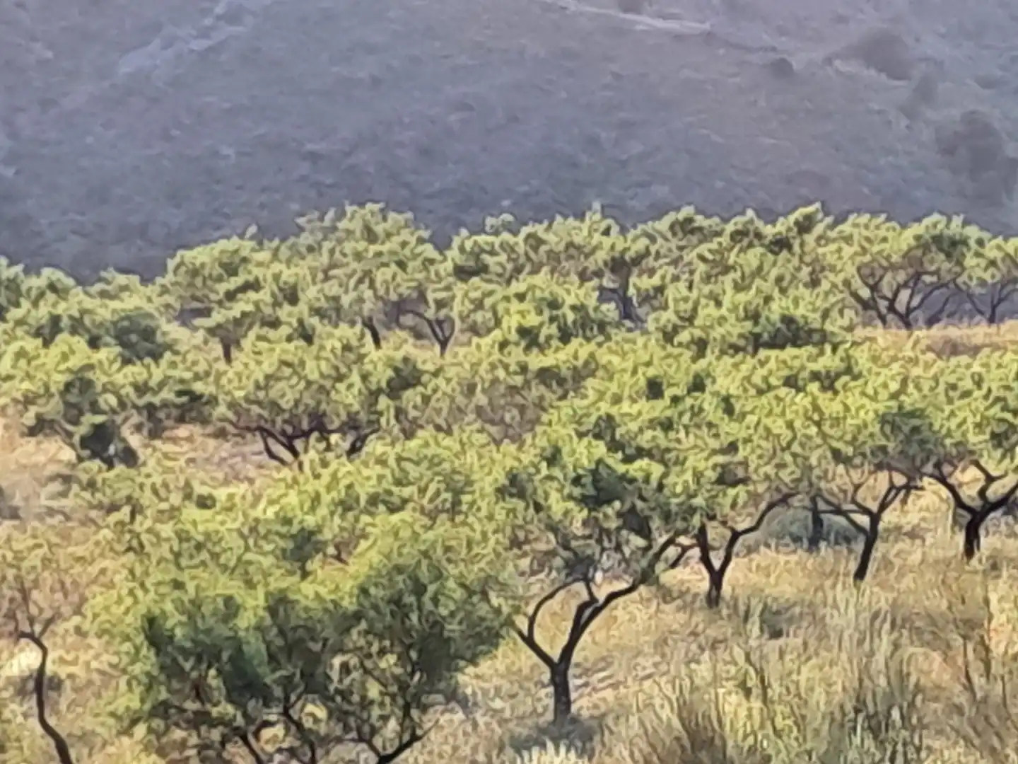 Terreno en venta en Bayarque