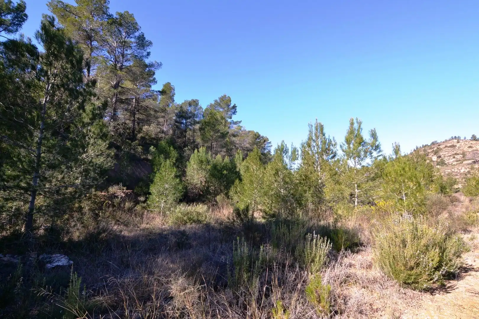 Rural land for sale in Ascó, imagen 16