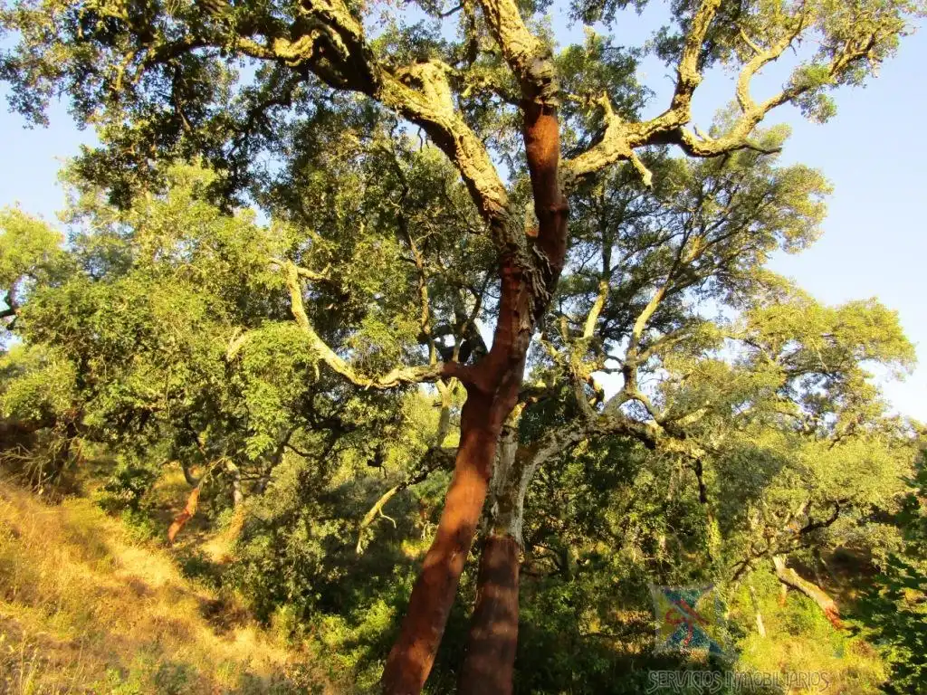 Jardí de Casa o xalet en venda en Aracena