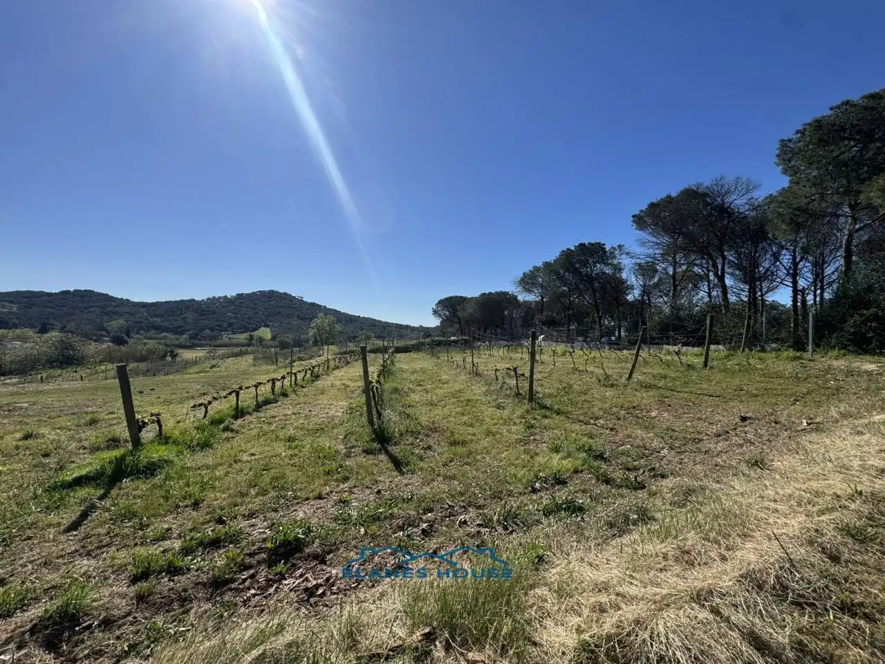 Terreno rustico in vendita a Calle Bosch Rabasa 1, imagen 2