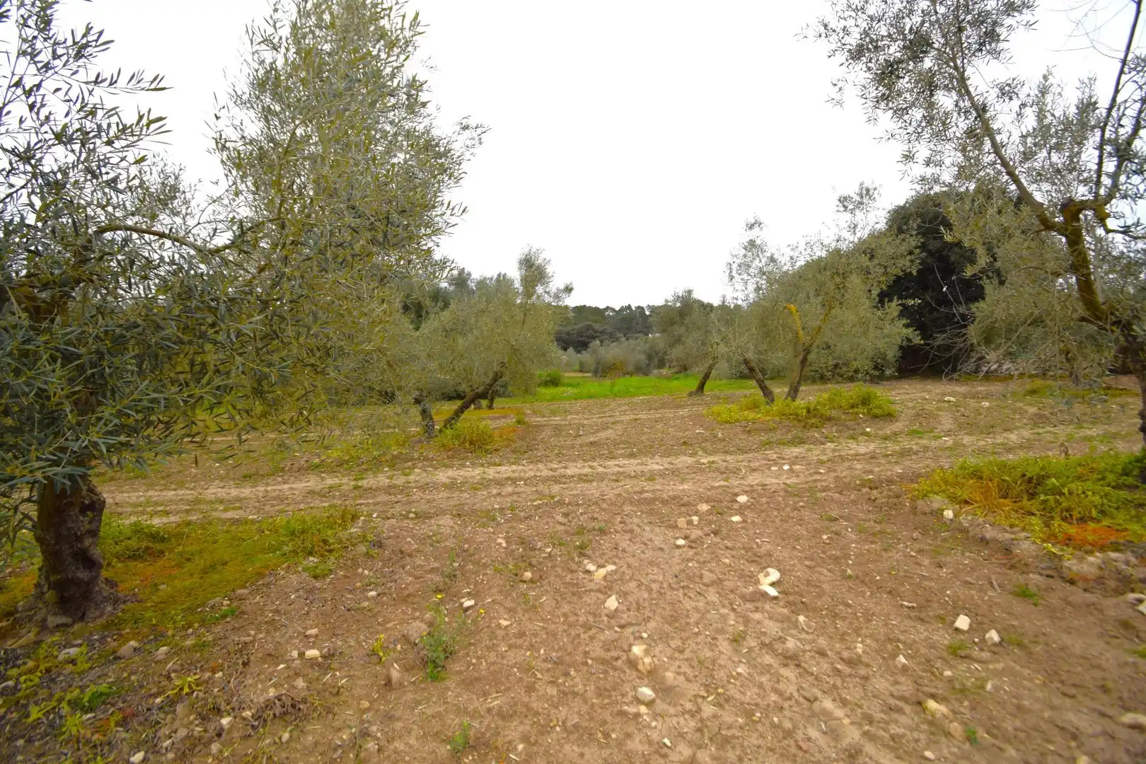 Rural land for sale in Llubí, imagen 8