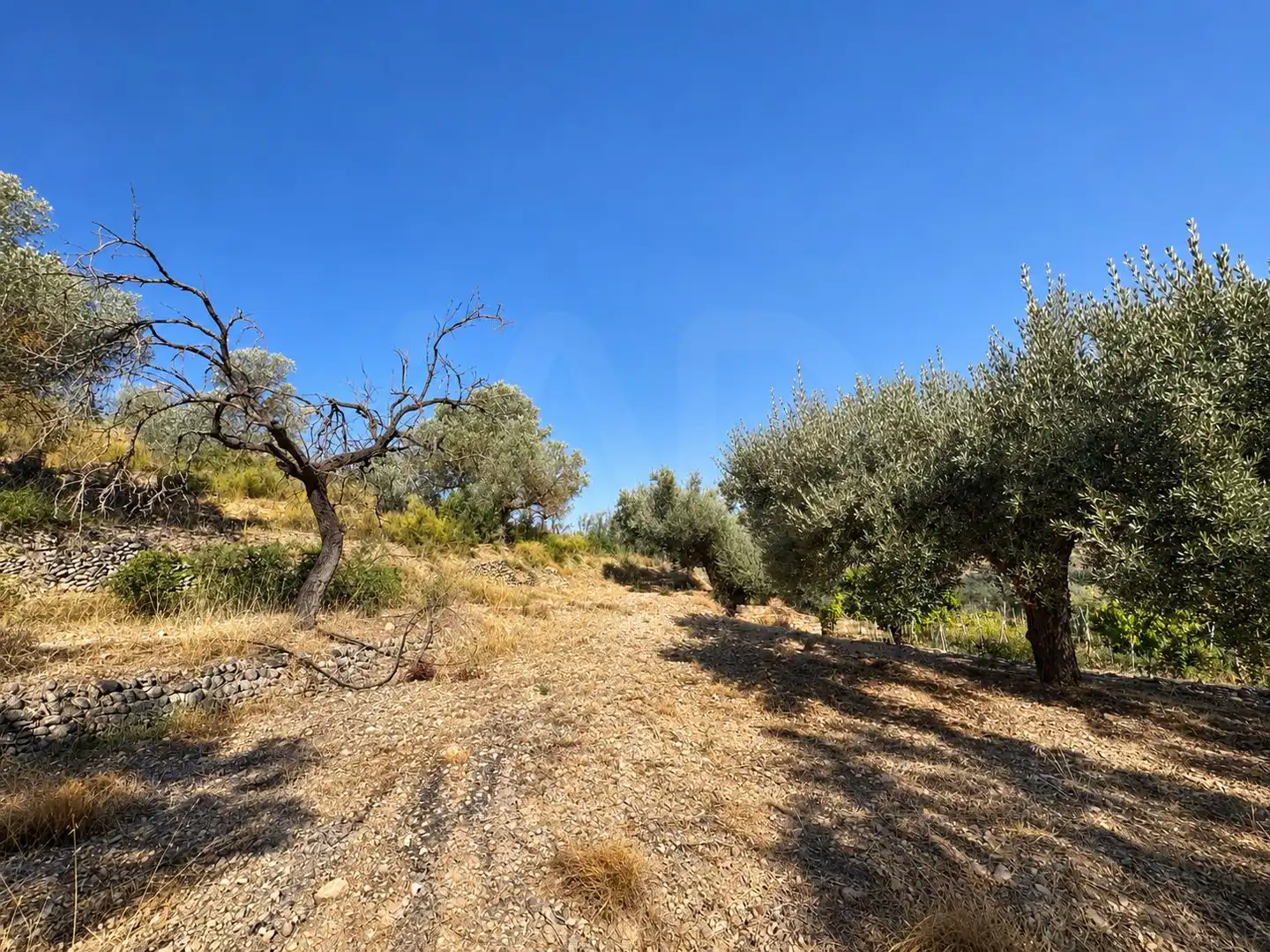 Terrain rustique à vendre à Riba-roja d'Ebre, imagen 13