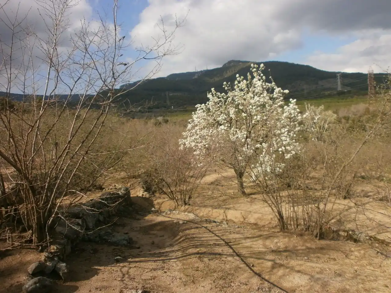 Land for sale in Vilaplana, Tarragona