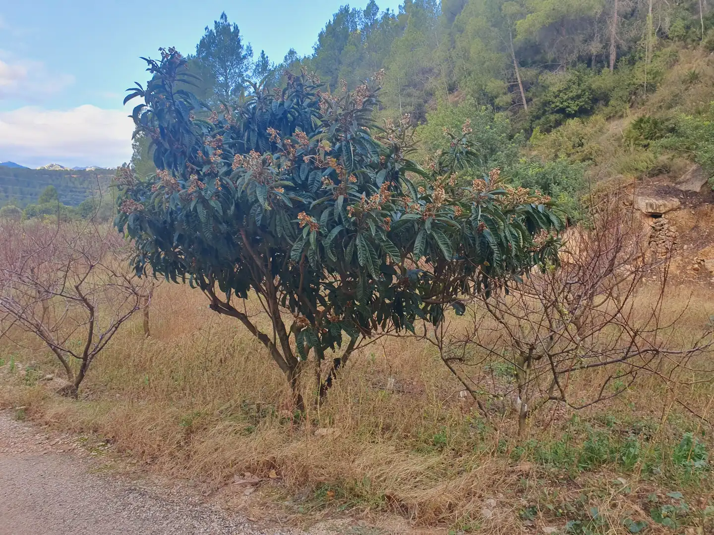 Terreno rústico en venta en Benifallet, imagen 19