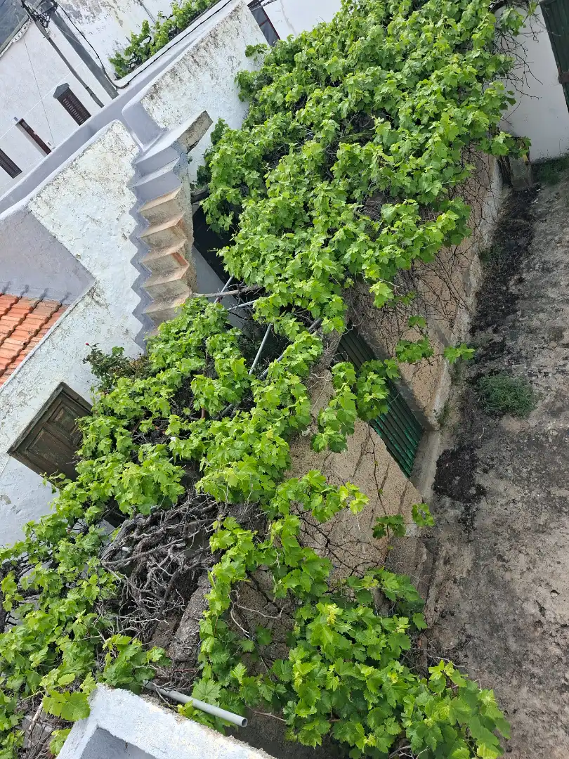Terraza de Finca rústica en venta en Santiago del Teide con Jardín privado