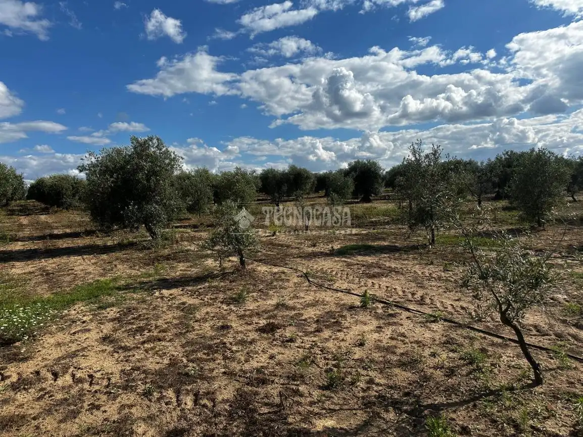 Land for sale in Guareña