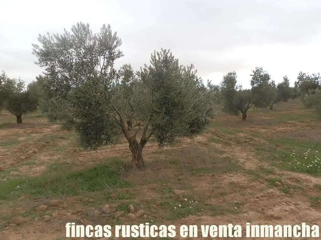 Terreno rustico in vendita a Campo de Criptana, imagen 15