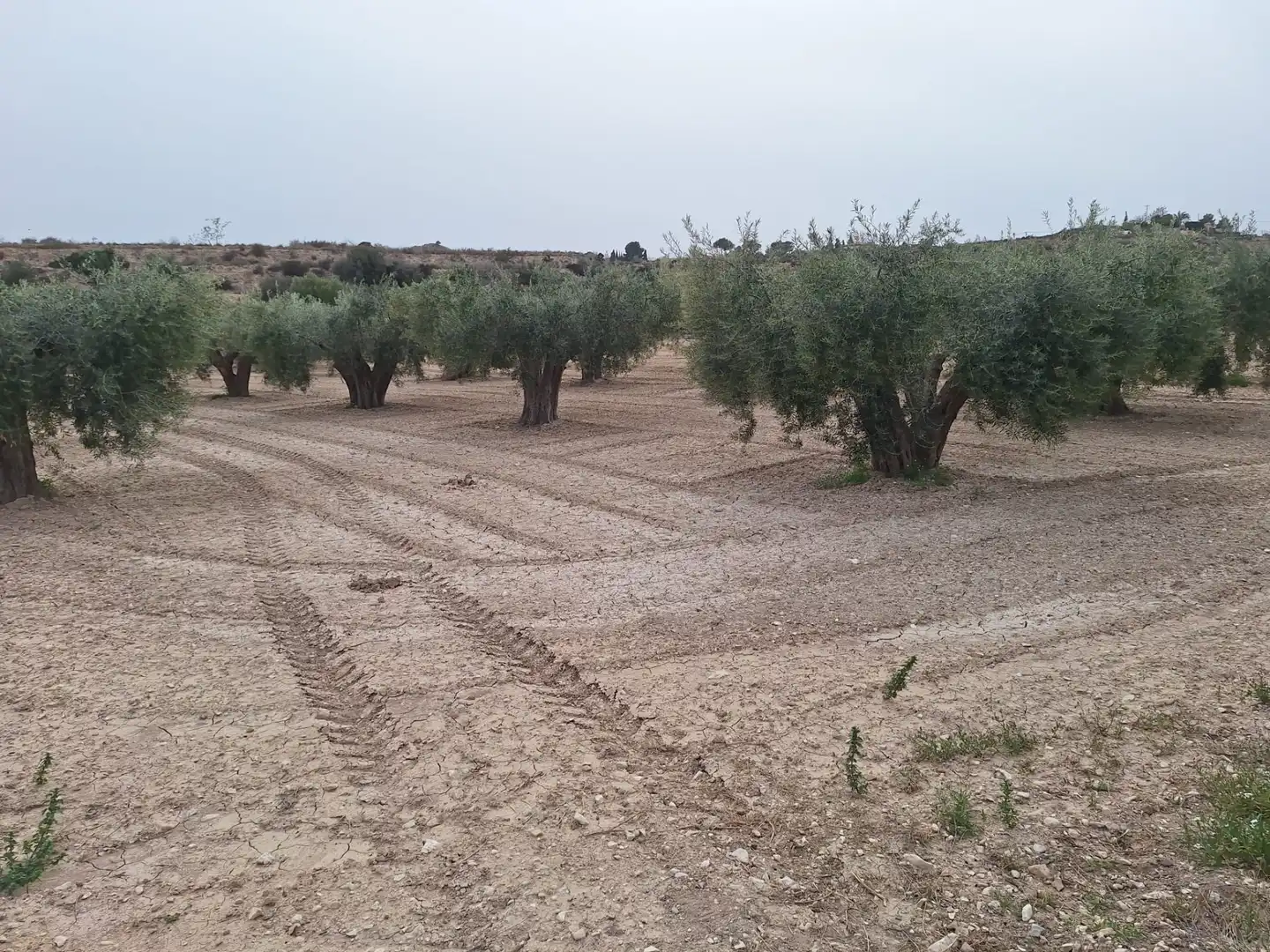 Terreny rústic en venda a Agost, imagen 15