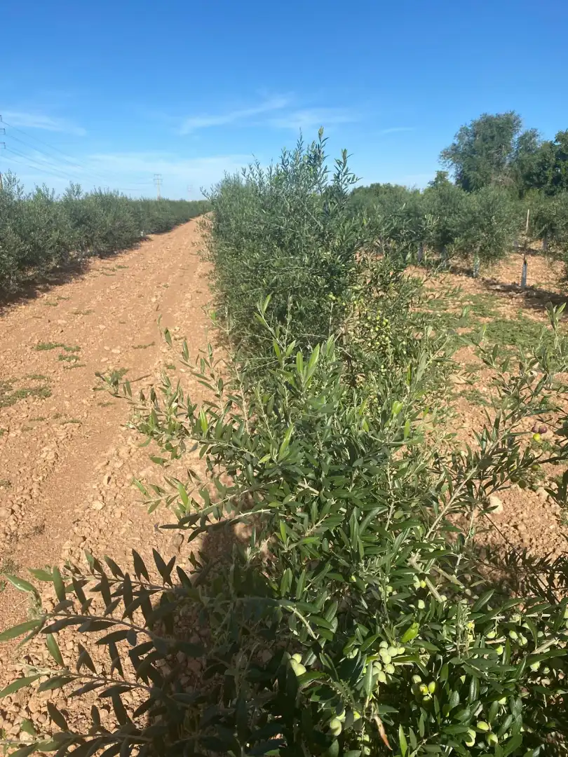 Terreno rustico in vendita a Calle García Pavón, imagen 26