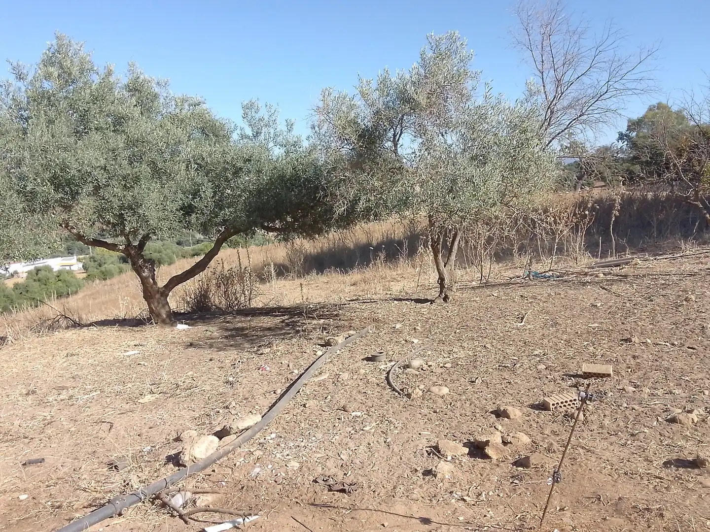 Terreni e lotti in vendita a Arcos de la Frontera, imagen 29