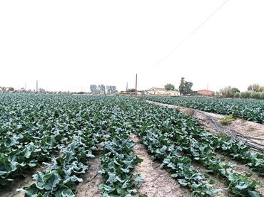 Terreno residenziale in vendita a Pedanías Centro