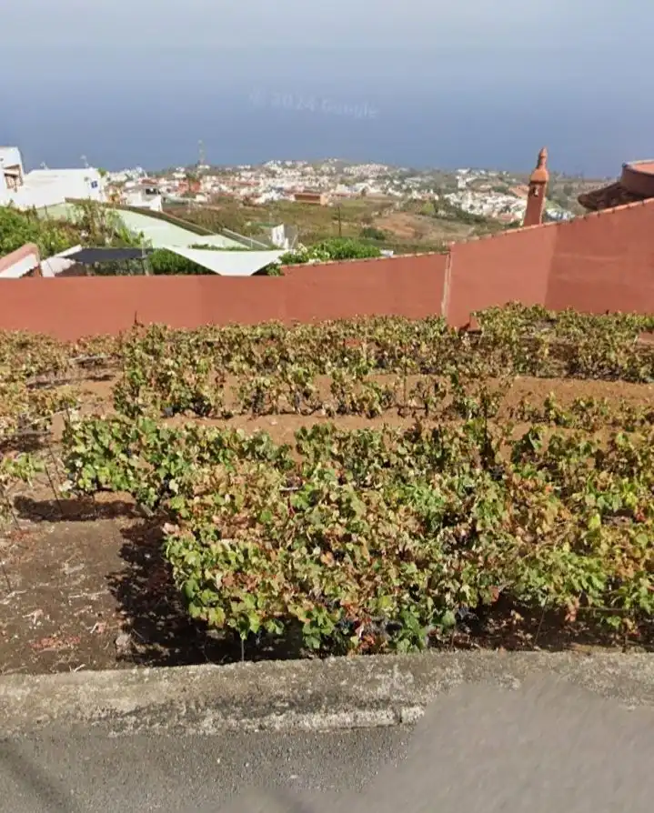 Terrenos y solares en venta en Santa Úrsula pueblo, imagen 2
