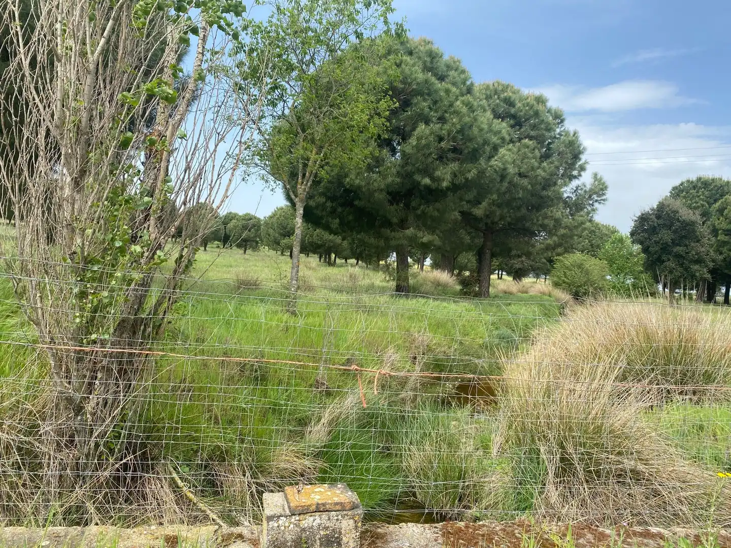 Land for sale in Oropesa