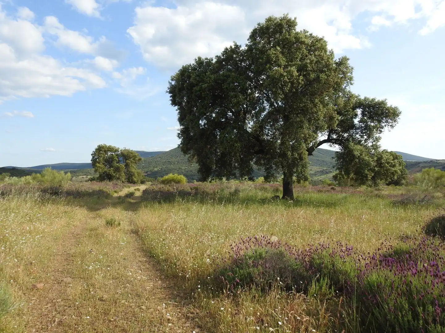 Land for sale in Belvís de la Jara