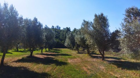BATEA, (TARRAGONA), FINCA DE 7,5 HECTÁREAS CON ALMENDROS Y OLIVOS EN PRODUCCIÓN.., immagine 5