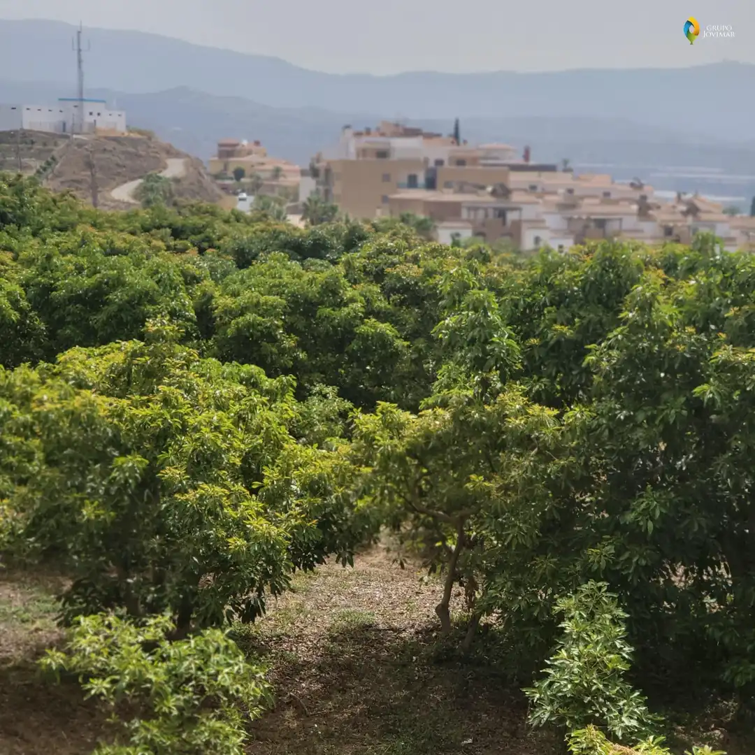 Vista exterior de Terreno en venta en Motril  ciudad