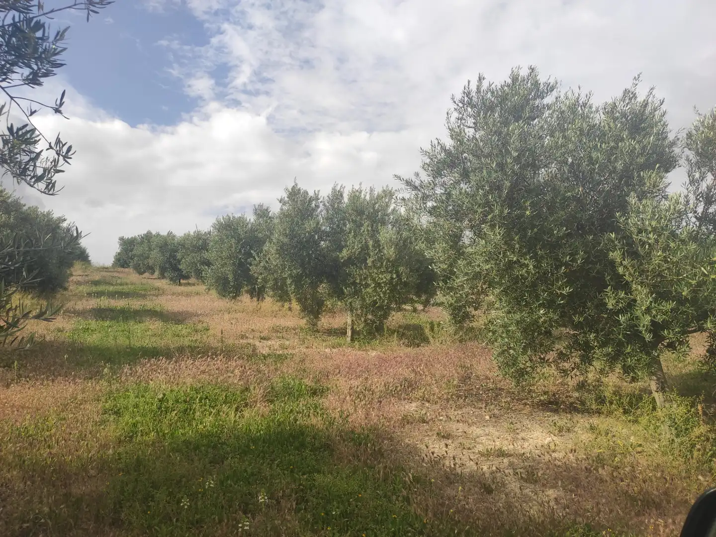 Terrain rustique à vendre à CIUDAD DE BAENA 68