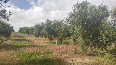 MAGNIFICO  OLIVAR EN LAS PUERTA DE BAENA