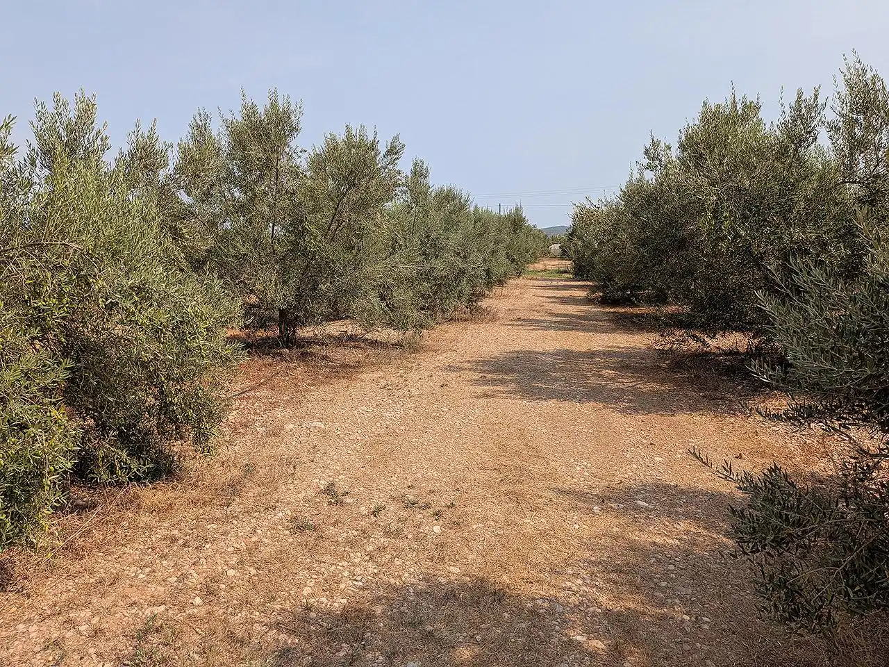 Finca rústica en venda en Vinaròs amb Terrassa i Piscina