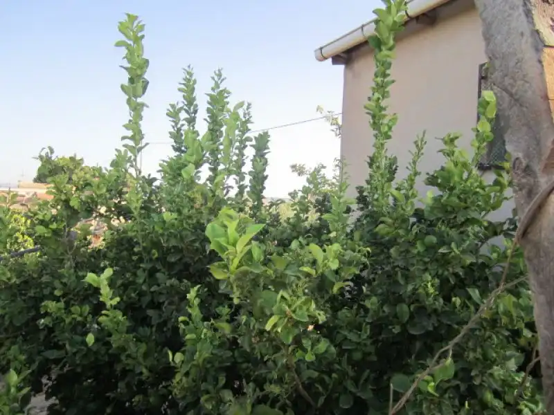 Rural land for sale in Novelda, imagen 9