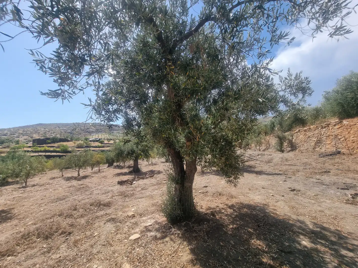 Terreno en venta en Senés