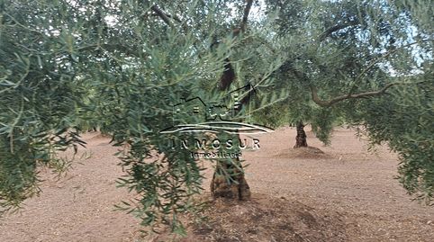 Finca de olivos de un pie en Monturque, immagine 3