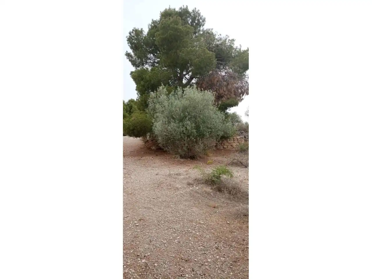 Terreny rústic en venda a Calle PARTIDA LA BASSETA DEL BISSELL, imagen 4